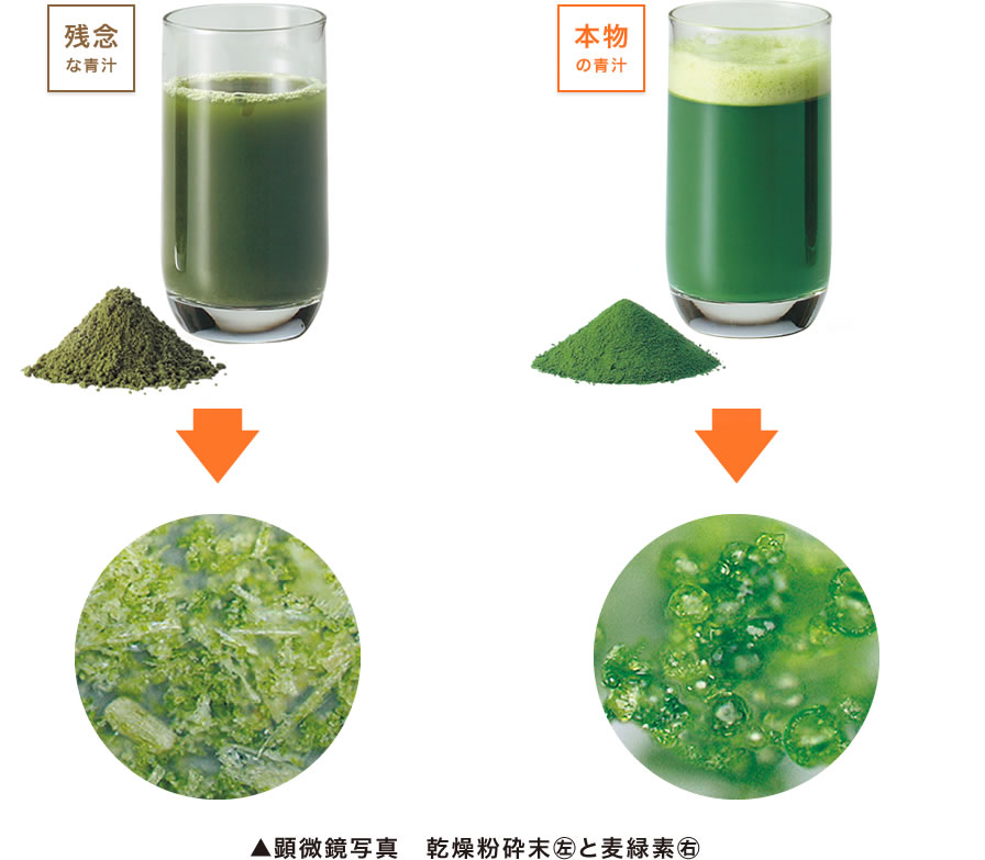 シャインの青汁「麦緑素」（右）と他社粉末製品（左）。麦緑素は酵素活性を示す泡立ちが豊かです。画像