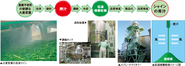 農薬不使用の新鮮な大麦若葉→洗浄→粉砕→搾汁→濃縮→冷却→低温噴霧乾燥→品質検査→製品化→品質検査→シャインの青汁