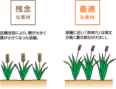 残念な素材:品質改良により、穂が大きく葉が小さくなった品種。最適な素材:原種に近い「赤神力」は背丈が高く葉の部分が大きい。